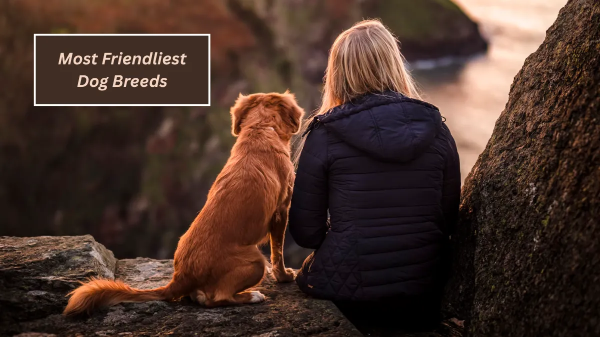 Top 5 Most Friendliest Dog Breeds