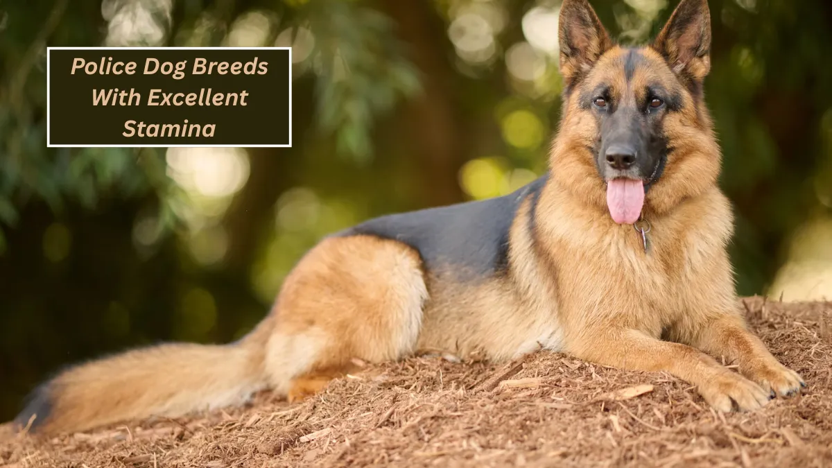 Top 6 Police Dog Breeds With Excellent Stamina