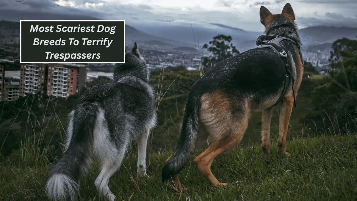 Top 7 Most Scariest Dog Breeds To Terrify Trespassers