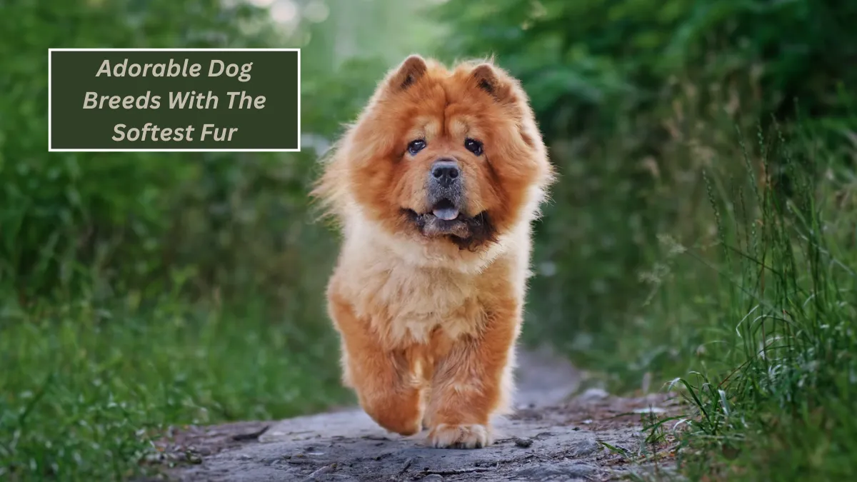 Top 6 Adorable Dog Breeds With The Softest Fur