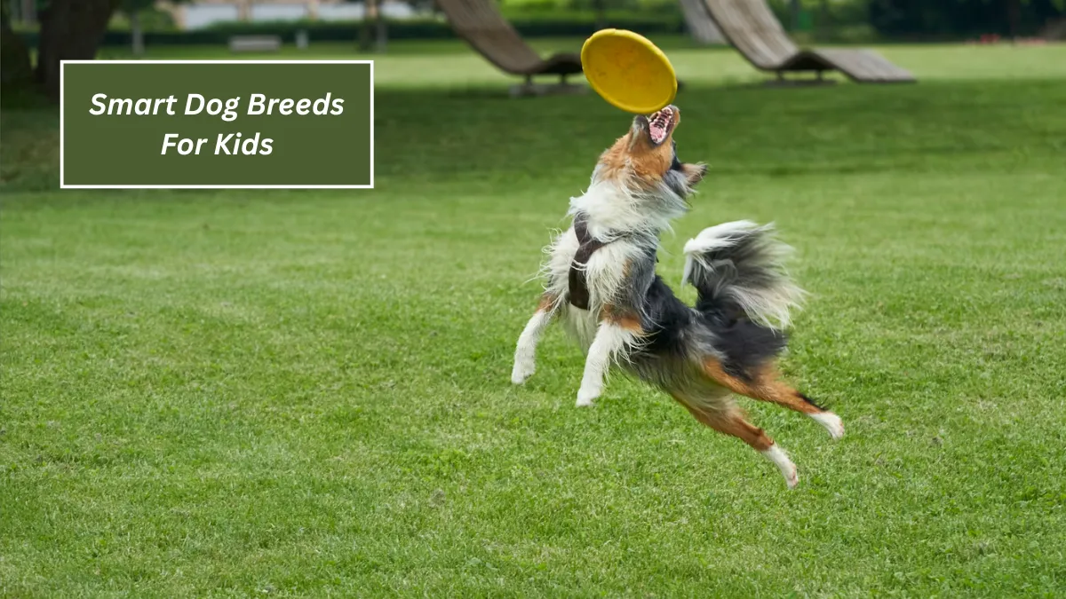 6 Smart Dog Breeds For Kids: Teach, Play, Repeat