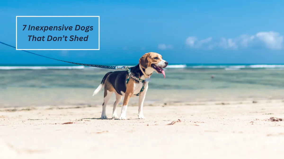 7 Inexpensive Dogs That Don’t Shed