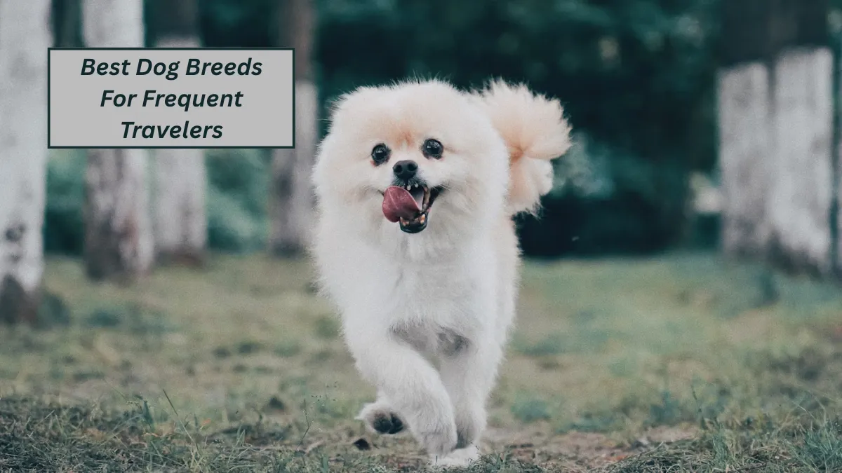 Top 9 Best Dog Breeds For Frequent Travelers