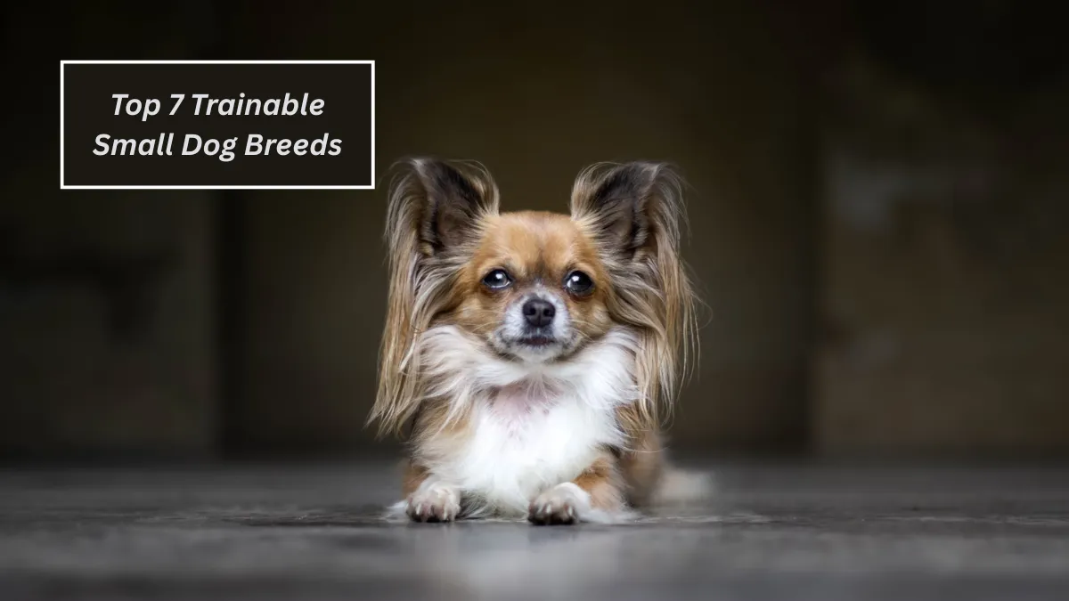 Top 7 Trainable Small Dog Breeds